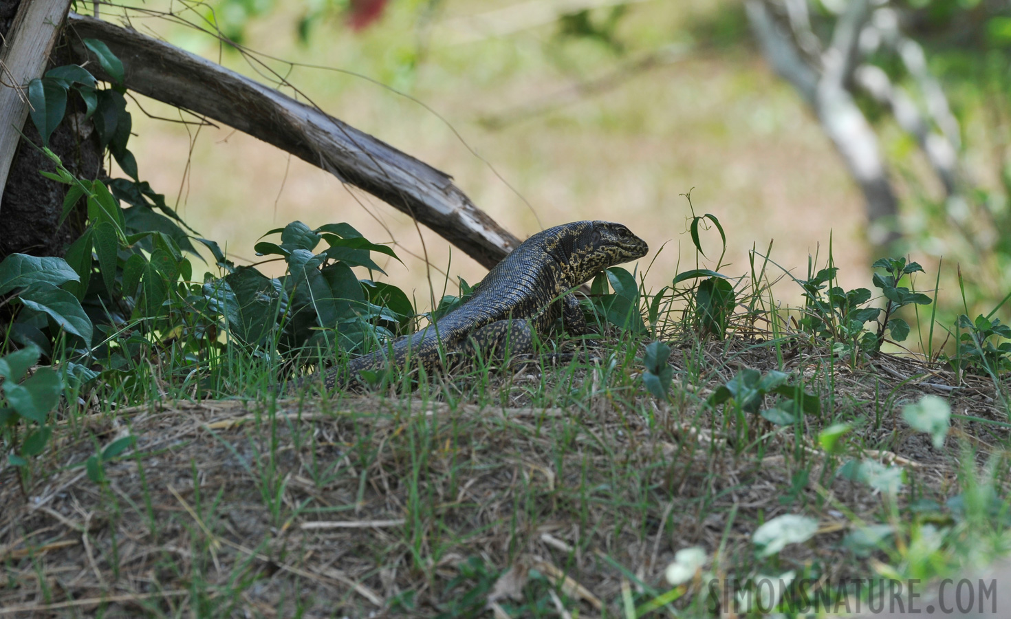 Tupinambis teguixin [400 mm, 1/250 Sek. bei f / 11, ISO 400]