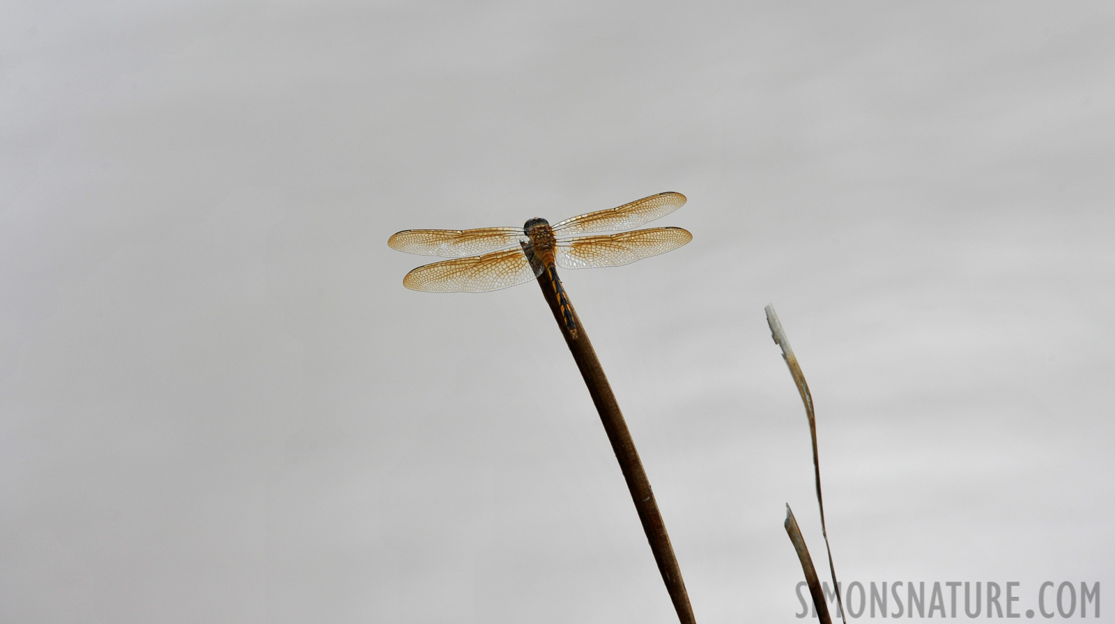 Brachymesia herbida [400 mm, 1/400 Sek. bei f / 11, ISO 400]