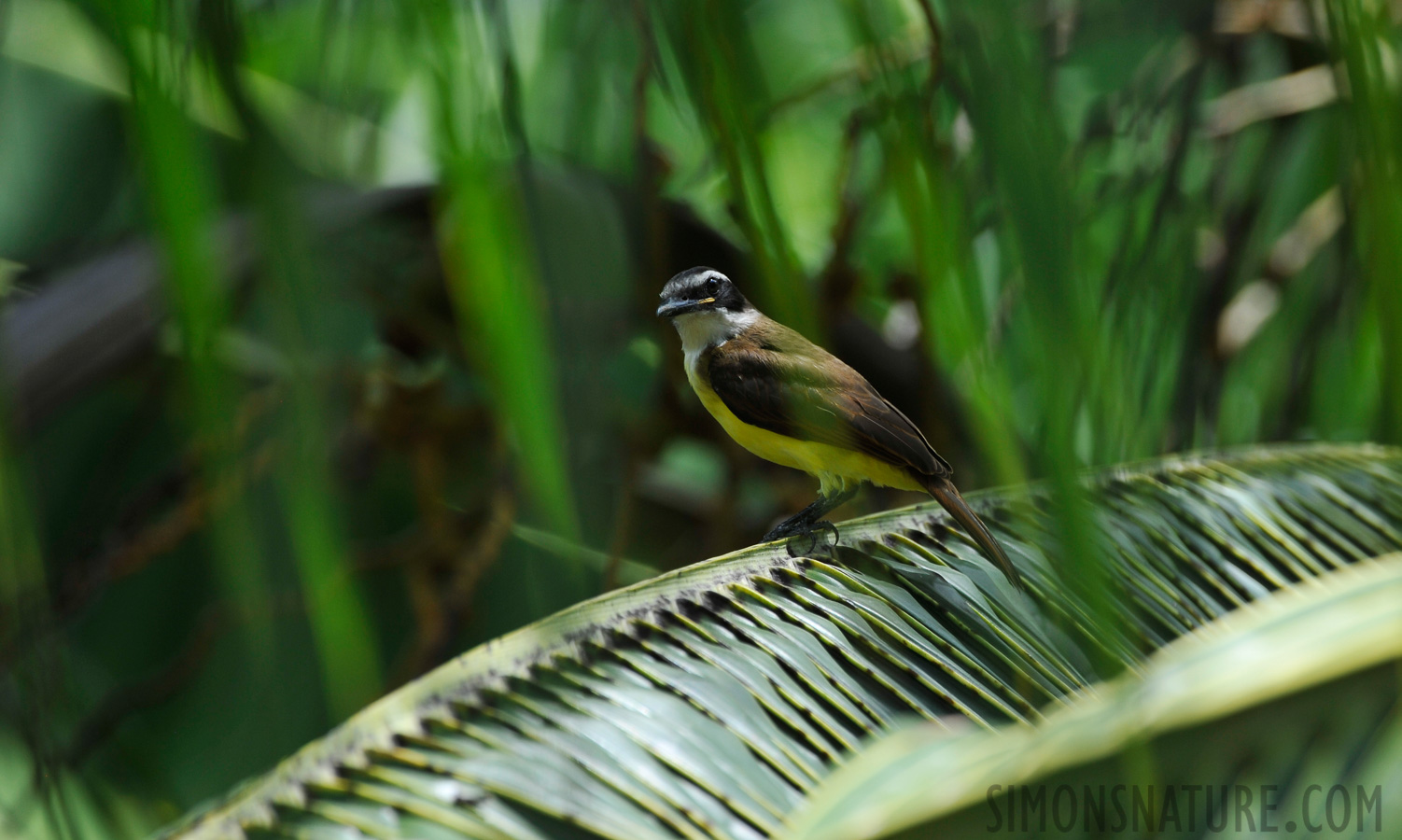 Pitangus sulphuratus sulphuratus [400 mm, 1/640 Sek. bei f / 7.1, ISO 400]