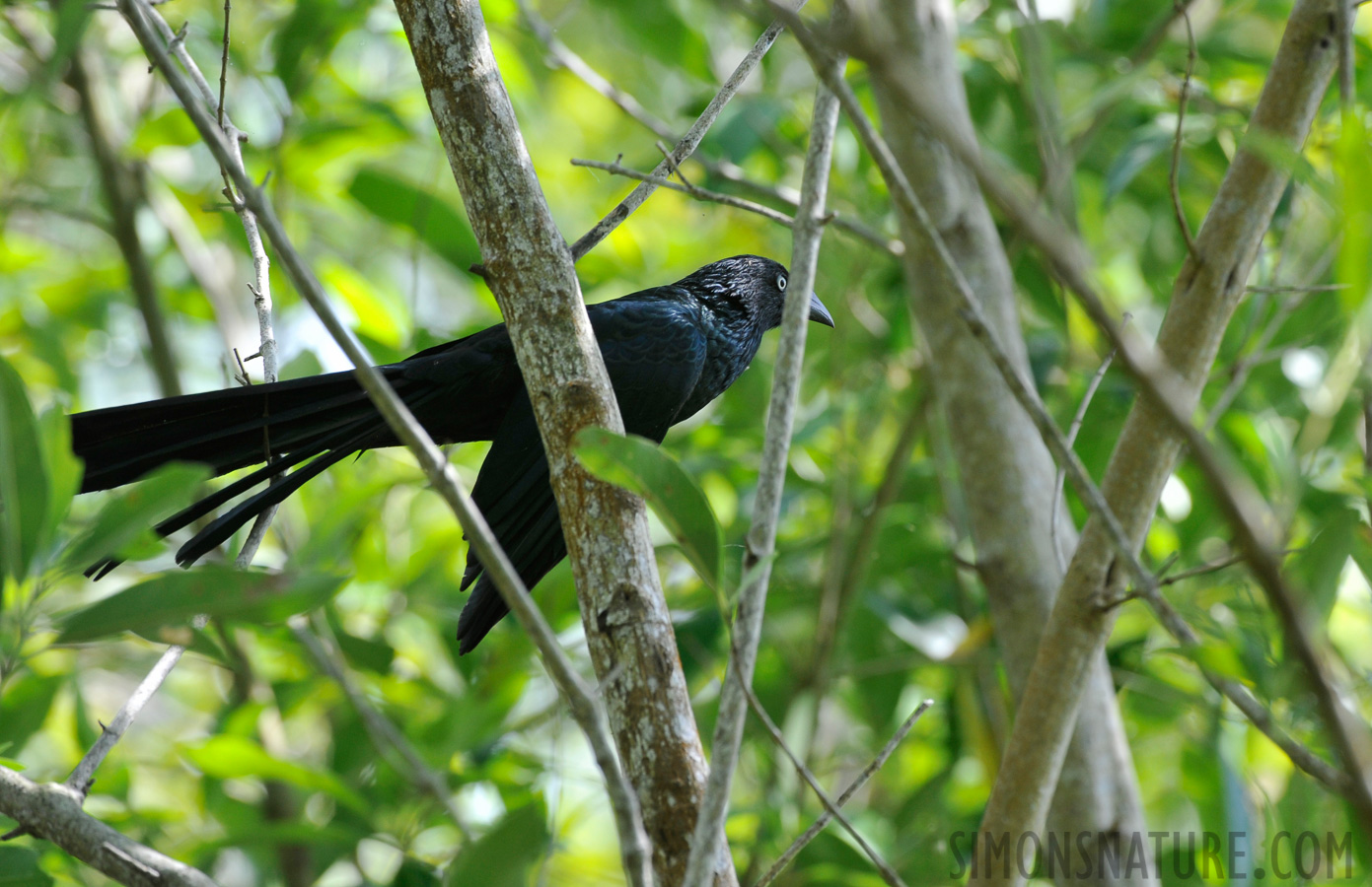 Crotophaga major [400 mm, 1/320 Sek. bei f / 7.1, ISO 800]