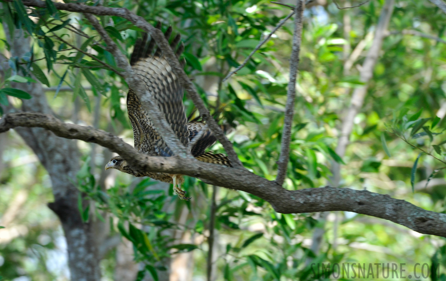 Milvago chimachima cordata [400 mm, 1/320 sec at f / 7.1, ISO 800]