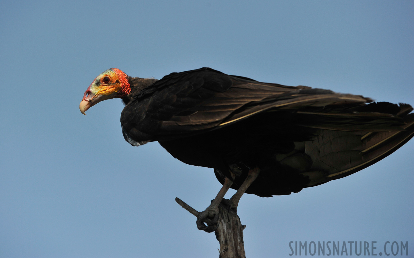 Cathartes burrovianus urubutinga [300 mm, 1/4000 sec at f / 6.3, ISO 800]