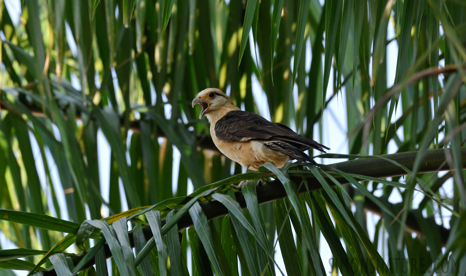 Milvago chimachima cordata [400 mm, 1/100 Sek. bei f / 13, ISO 800]