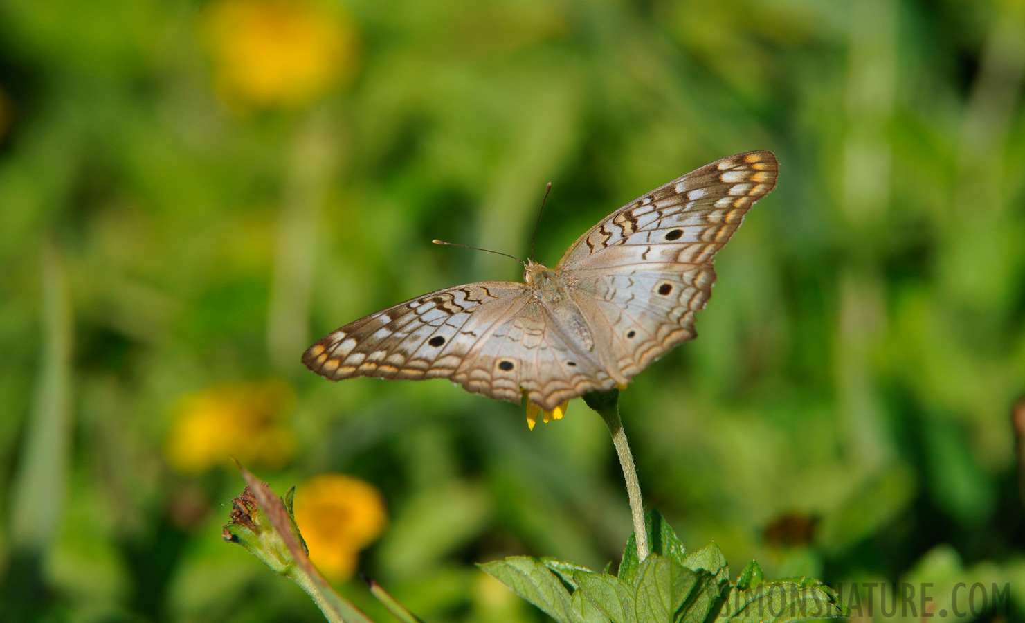 Anartia jatrophae [400 mm, 1/640 Sek. bei f / 13, ISO 800]