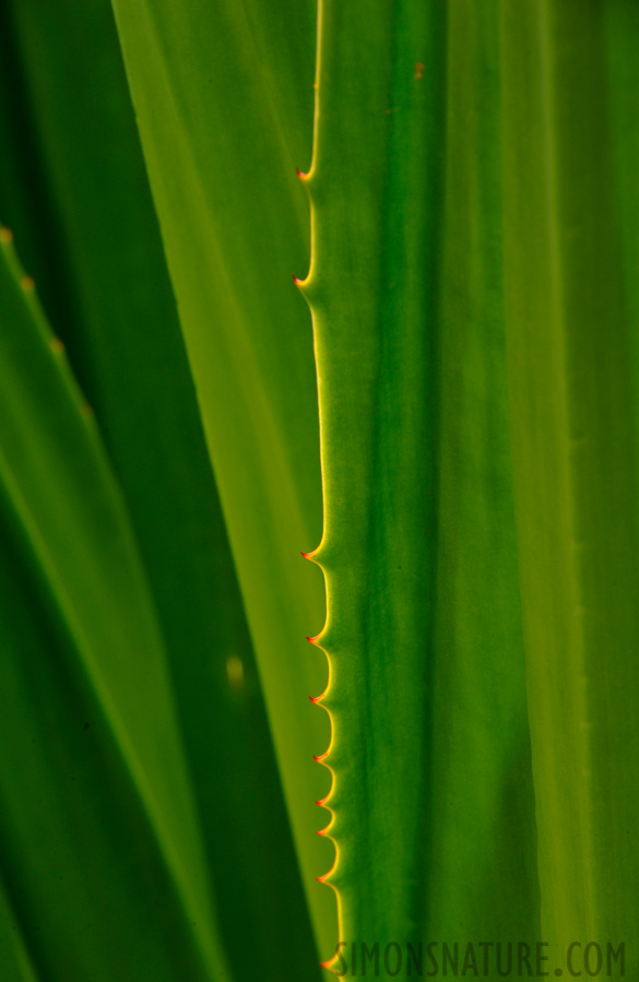 [300 mm, 1/80 Sek. bei f / 16, ISO 400]