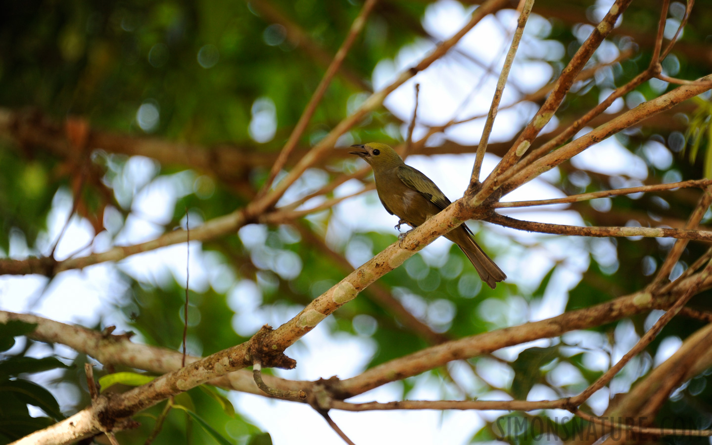 Thraupis palmarum melanoptera [300 mm, 1/125 Sek. bei f / 5.6, ISO 400]