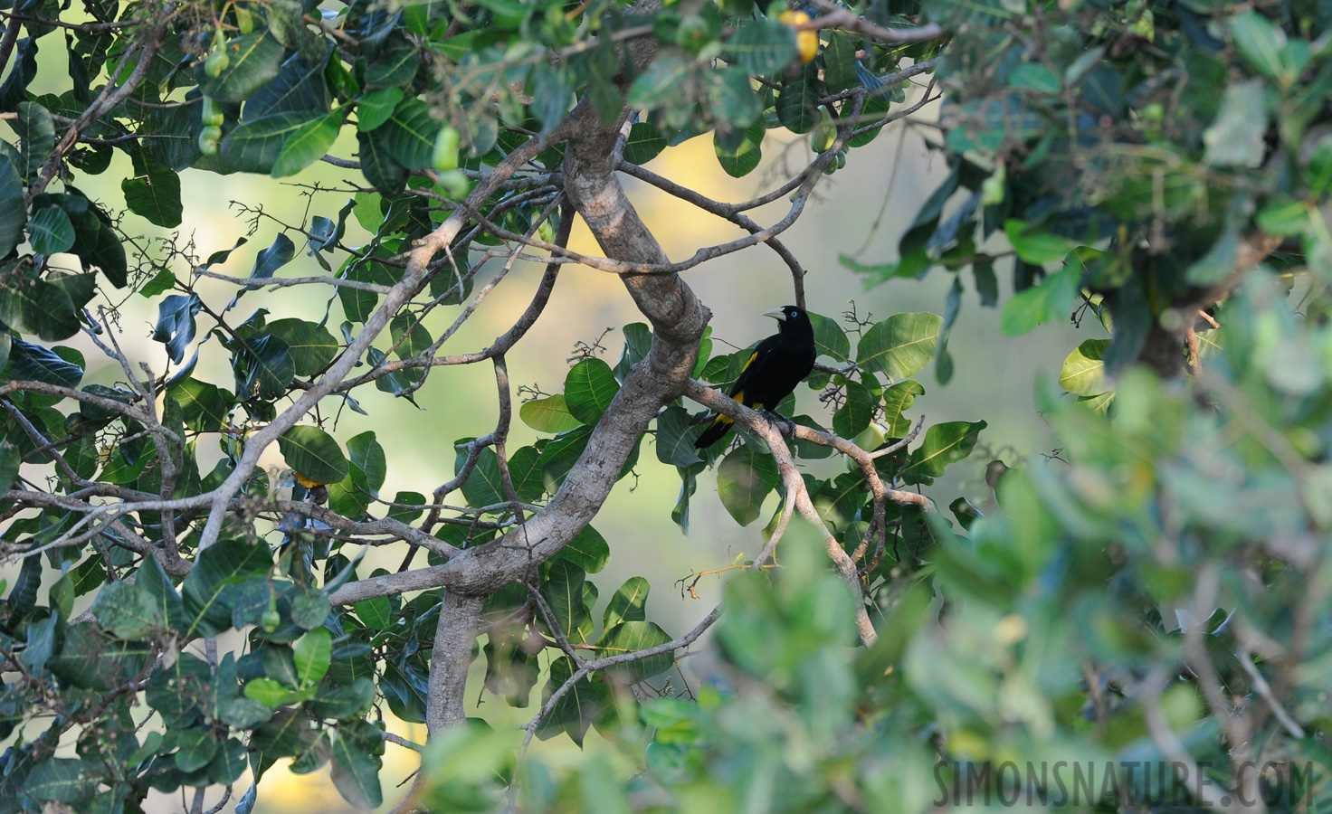 Cacicus cela cela [400 mm, 1/160 sec at f / 5.6, ISO 400]