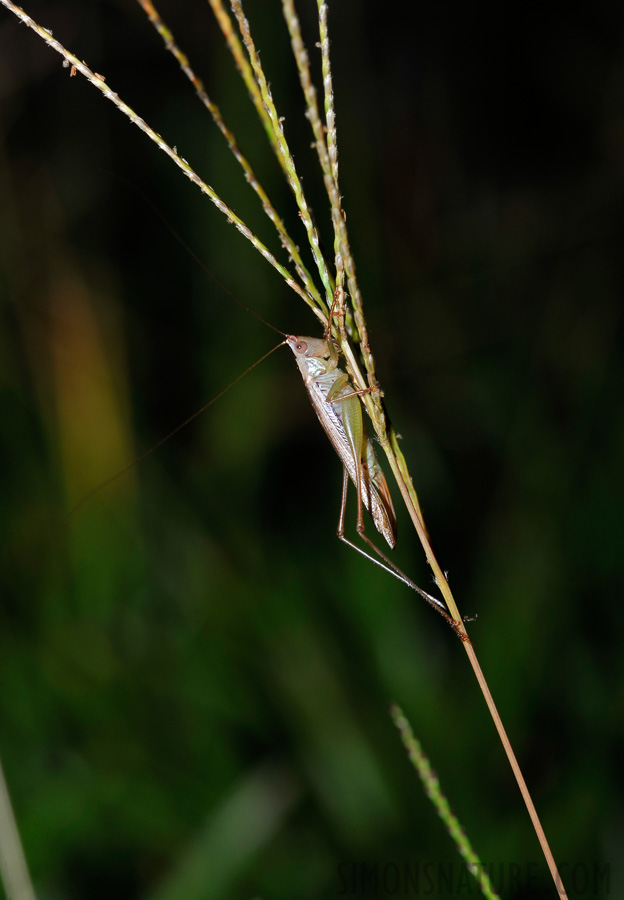 Palumeu [105 mm, 1/60 Sek. bei f / 14, ISO 400]