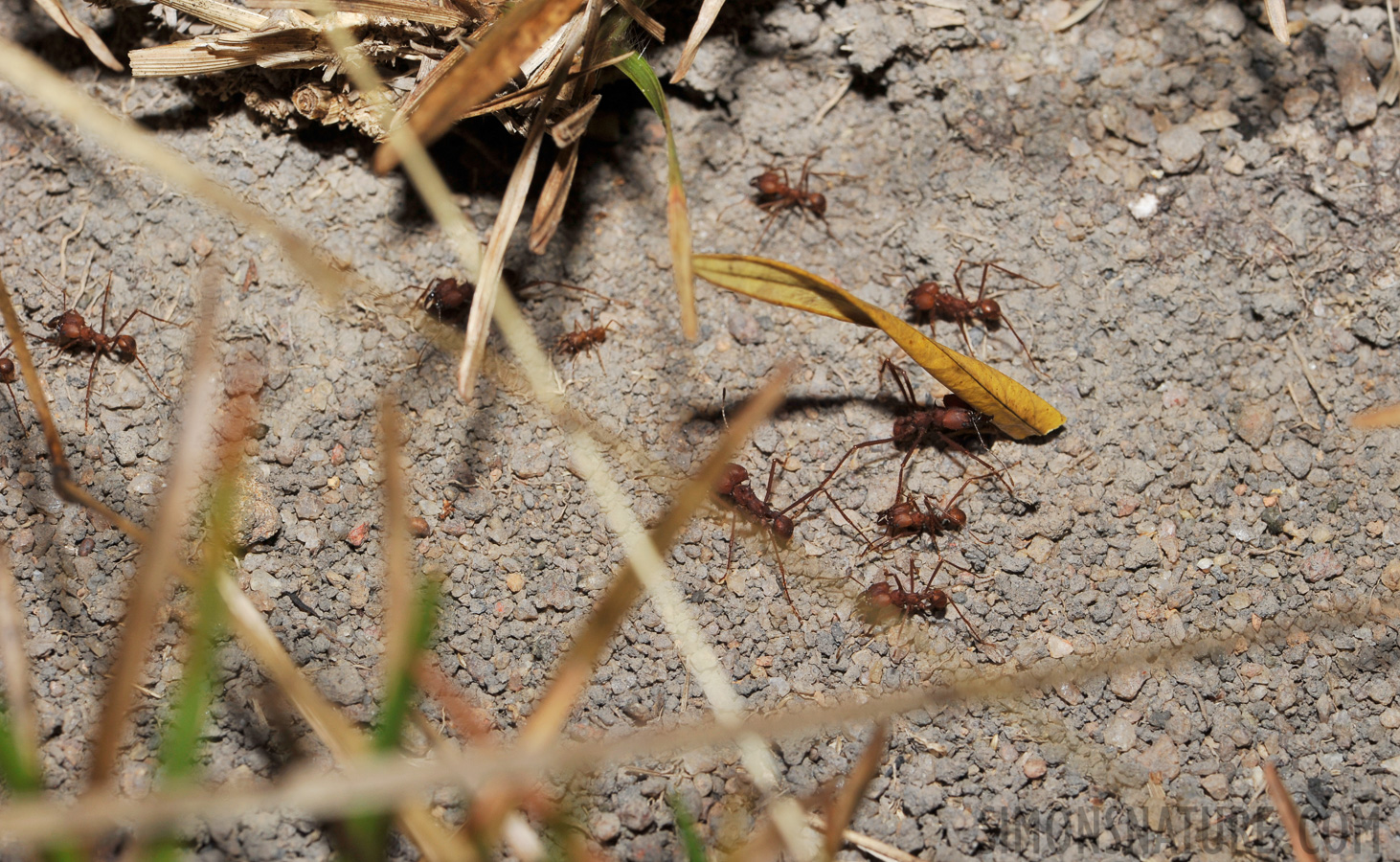 Atta cephalotes [105 mm, 1/60 Sek. bei f / 14, ISO 400]