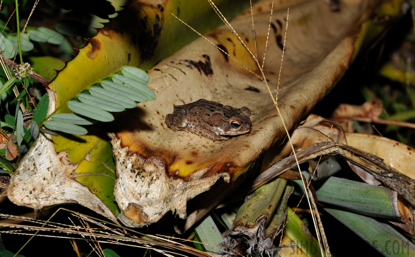 Rhinella marina [105 mm, 1/60 Sek. bei f / 14, ISO 400]