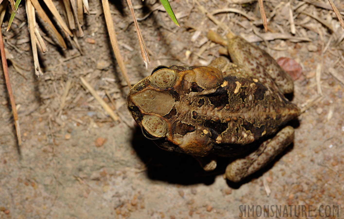 Rhinella marina [105 mm, 1/60 Sek. bei f / 14, ISO 400]