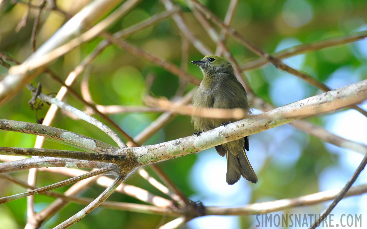 Thraupis palmarum melanoptera [400 mm, 1/80 sec at f / 5.6, ISO 400]