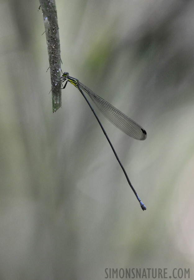 Mecistogaster lucretia [400 mm, 1/80 sec at f / 5.0, ISO 2500]