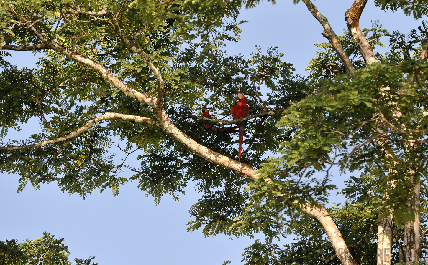 Ara macao [400 mm, 1/400 sec at f / 7.1, ISO 400]