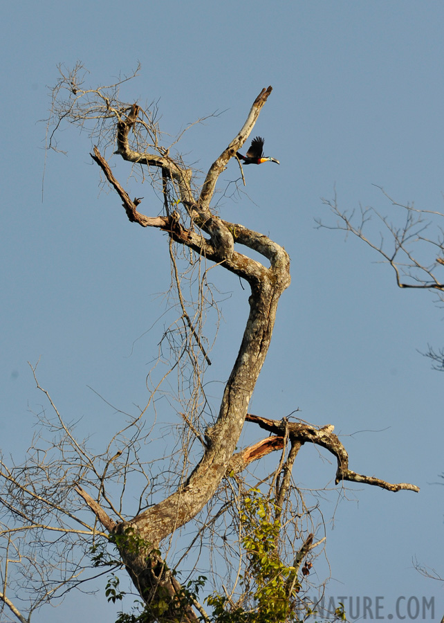 Ramphastos vitellinus [300 mm, 1/1250 Sek. bei f / 9.0, ISO 800]