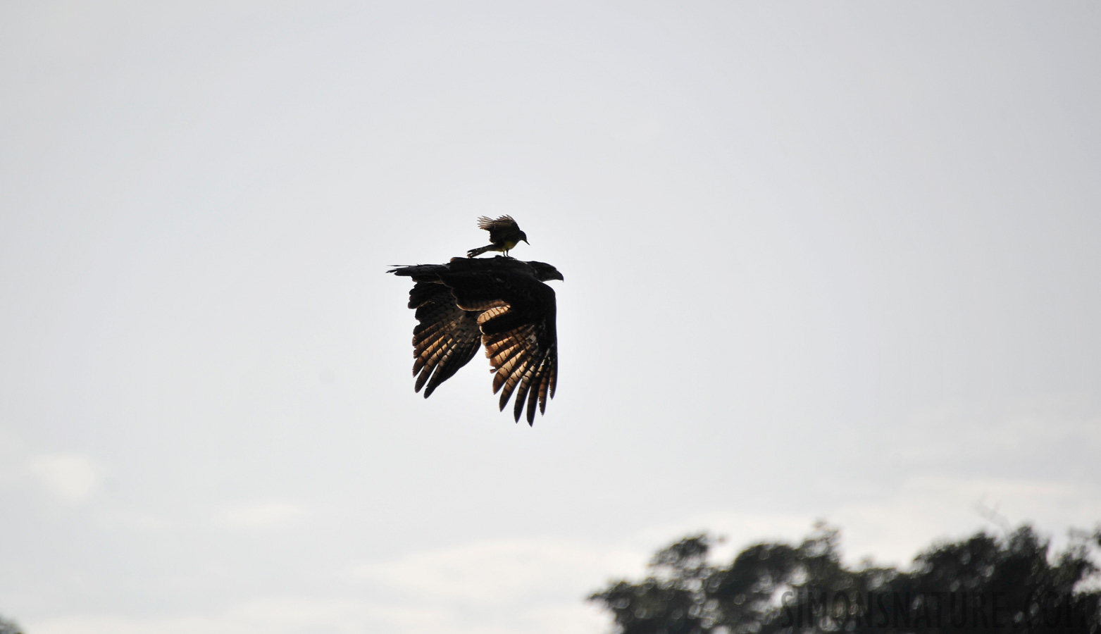 [300 mm, 1/5000 Sek. bei f / 5.6, ISO 400]