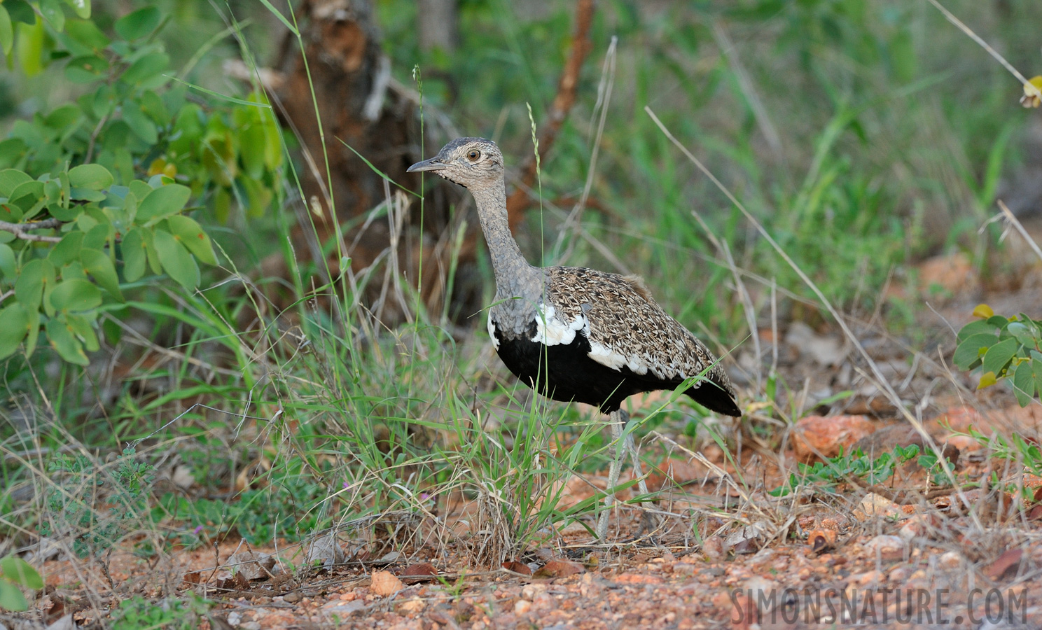 Otidiformes by