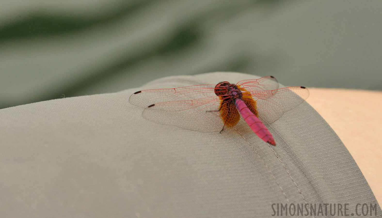 Trithemis aurora [300 mm, 1/800 Sek. bei f / 10, ISO 1600]