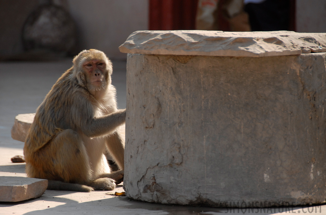 Macaca mulatta [200 mm, 1/640 Sek. bei f / 6.3, ISO 400]