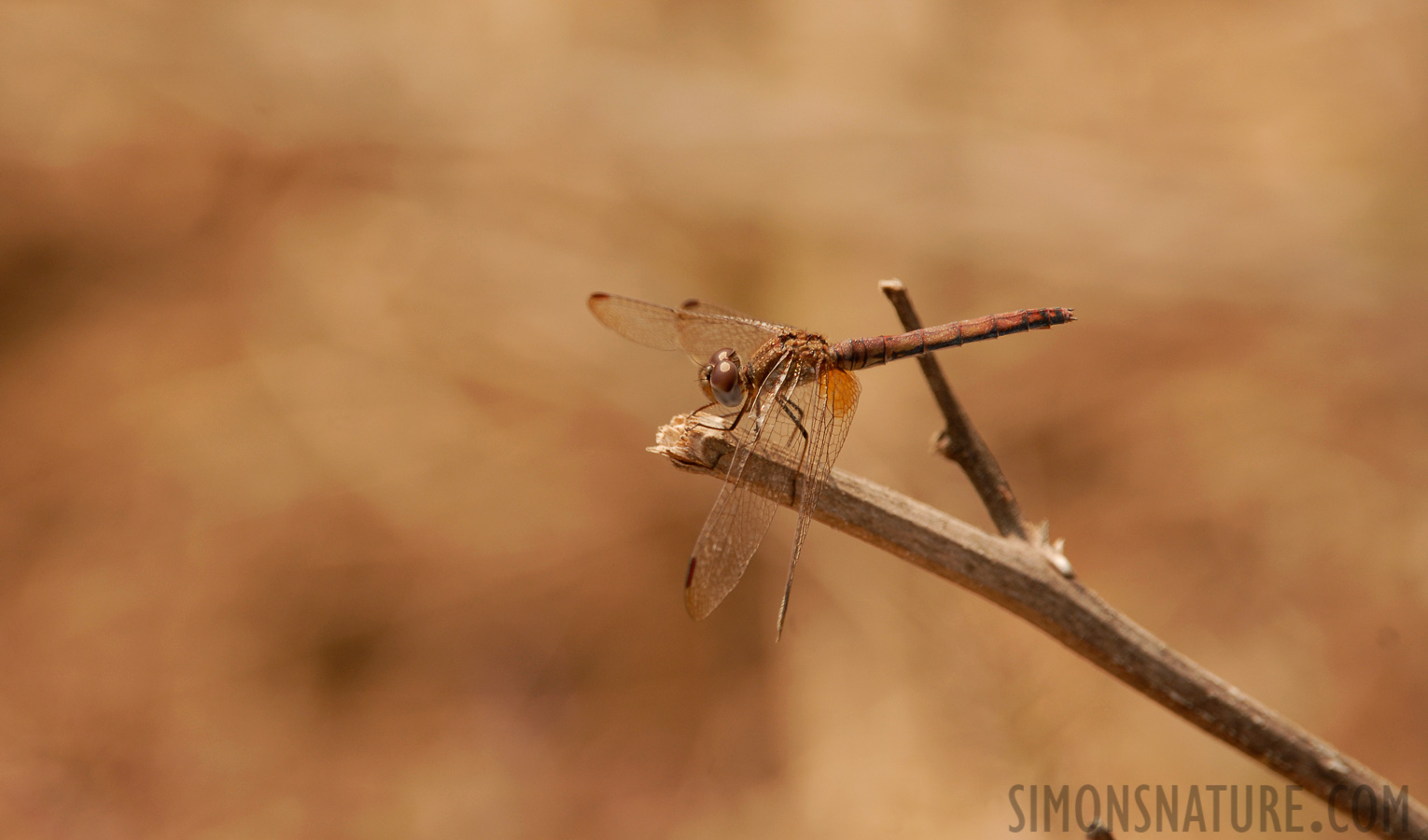 Neurothemis intermedia [400 mm, 1/250 sec at f / 7.1, ISO 200]