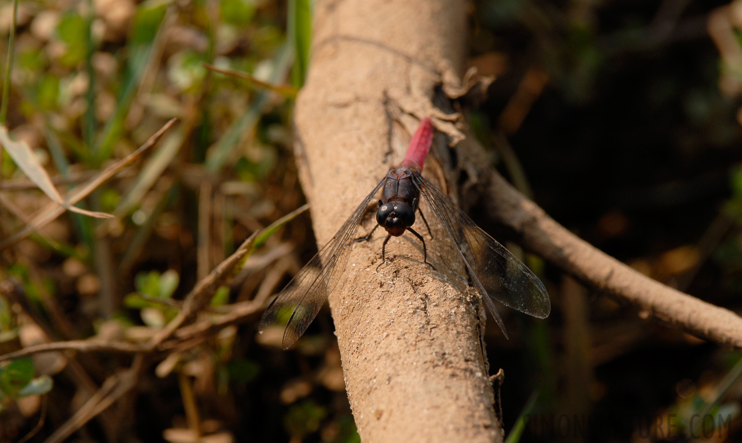 Orthetrum pruinosum [400 mm, 1/350 sec at f / 7.1, ISO 200]