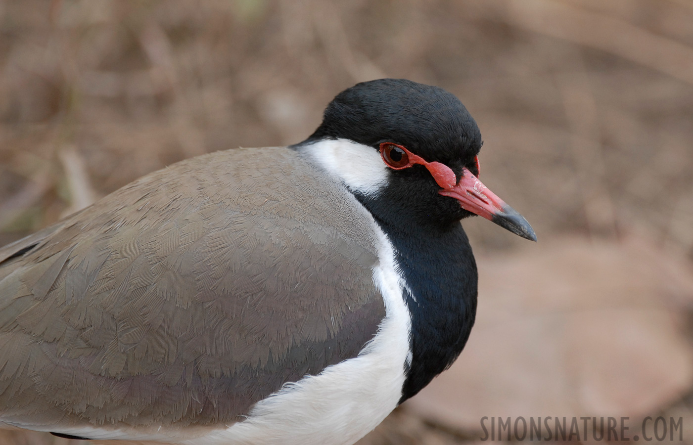 Vanellus indicus indicus [400 mm, 1/125 sec at f / 5.6, ISO 400]