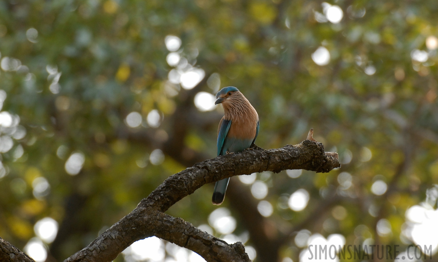 Coracias benghalensis indicus [400 mm, 1/125 sec at f / 5.6, ISO 400]