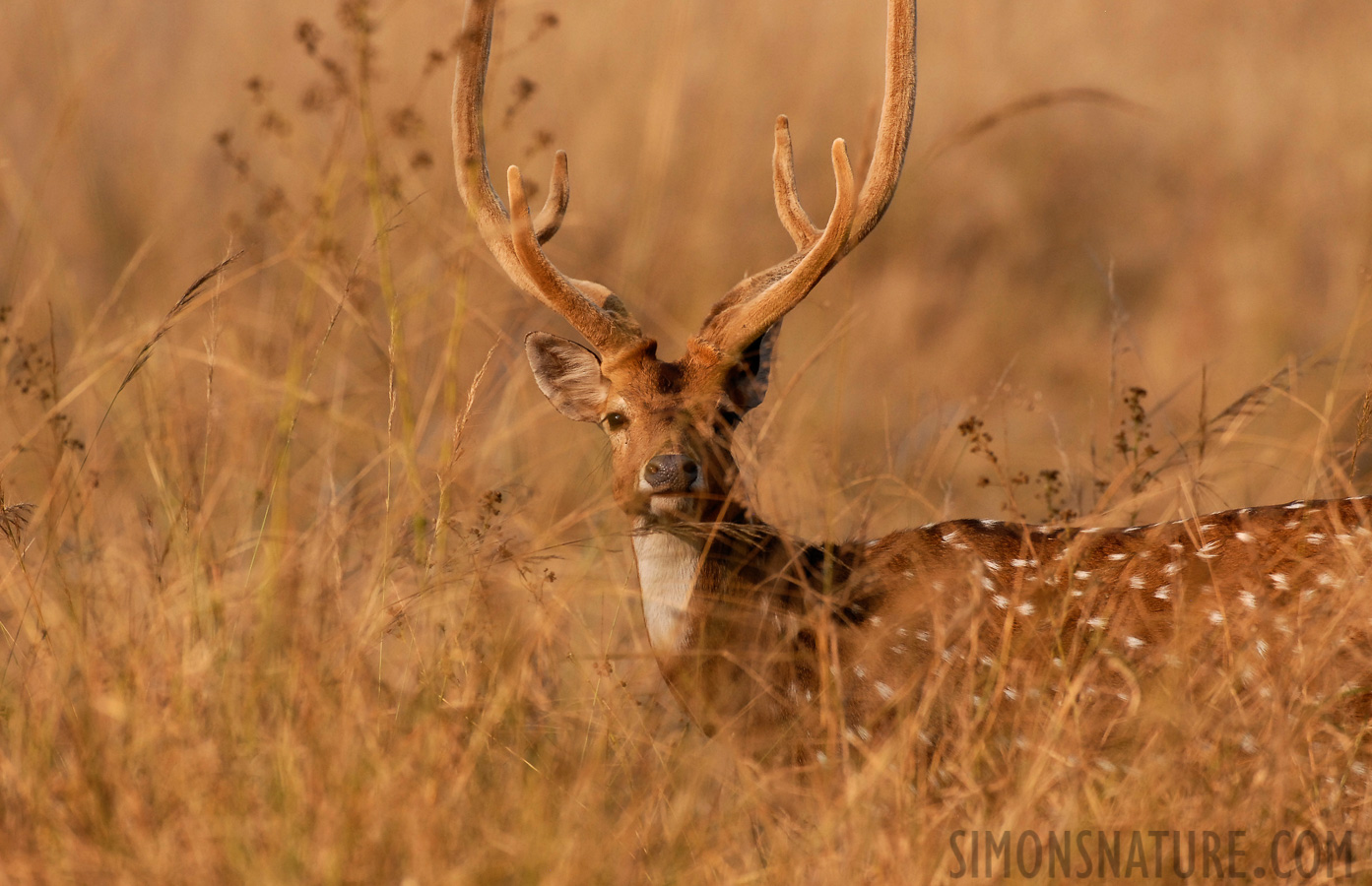 Axis axis [400 mm, 1/640 Sek. bei f / 5.6, ISO 400]