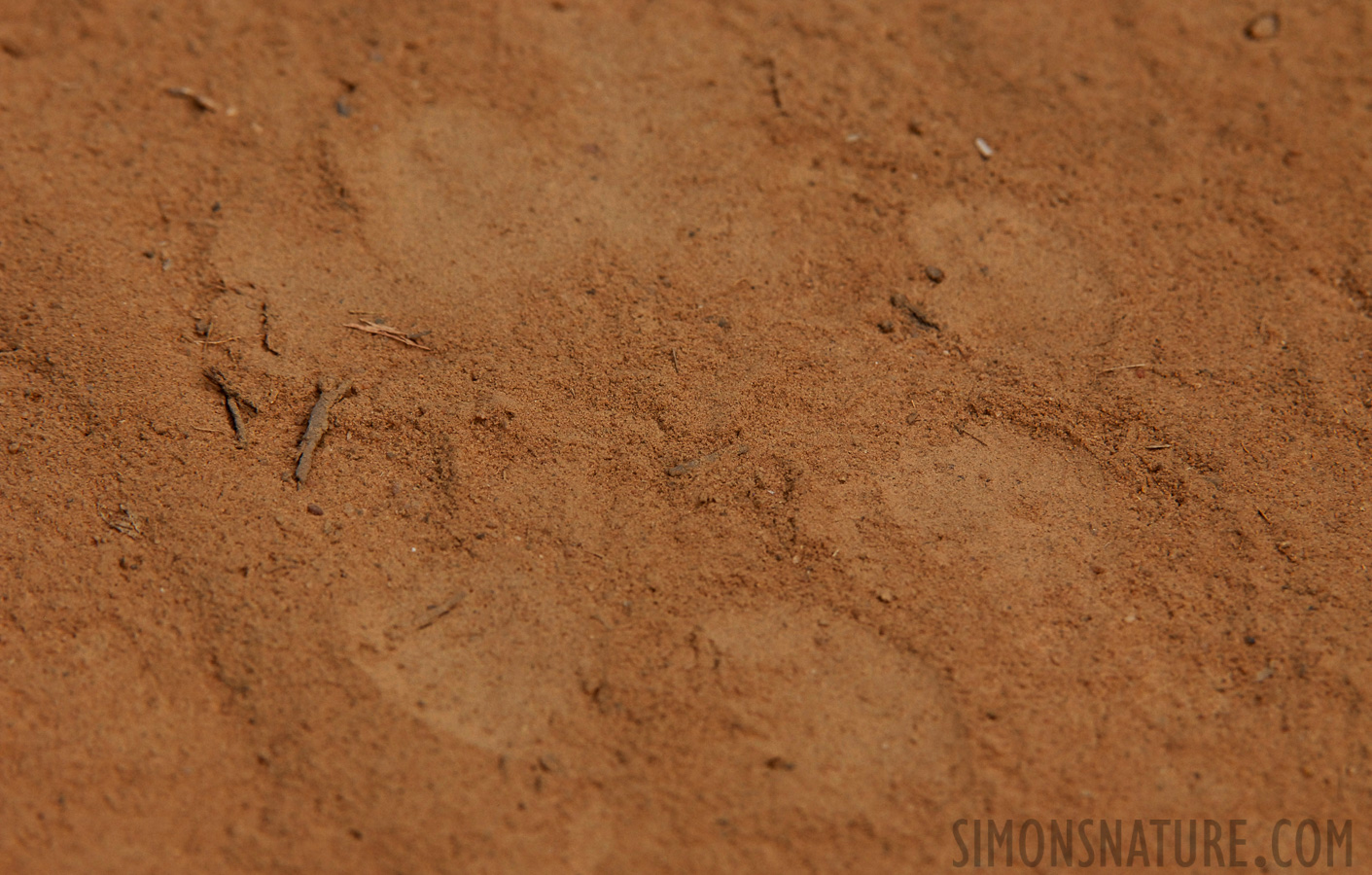 Bandhavgarh National Park [210 mm, 1/320 Sek. bei f / 5.6, ISO 400]