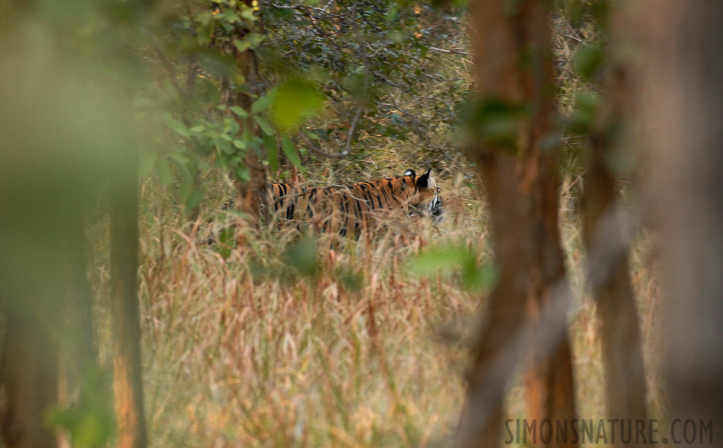 Panthera tigris tigris [400 mm, 1/50 sec at f / 5.6, ISO 400]