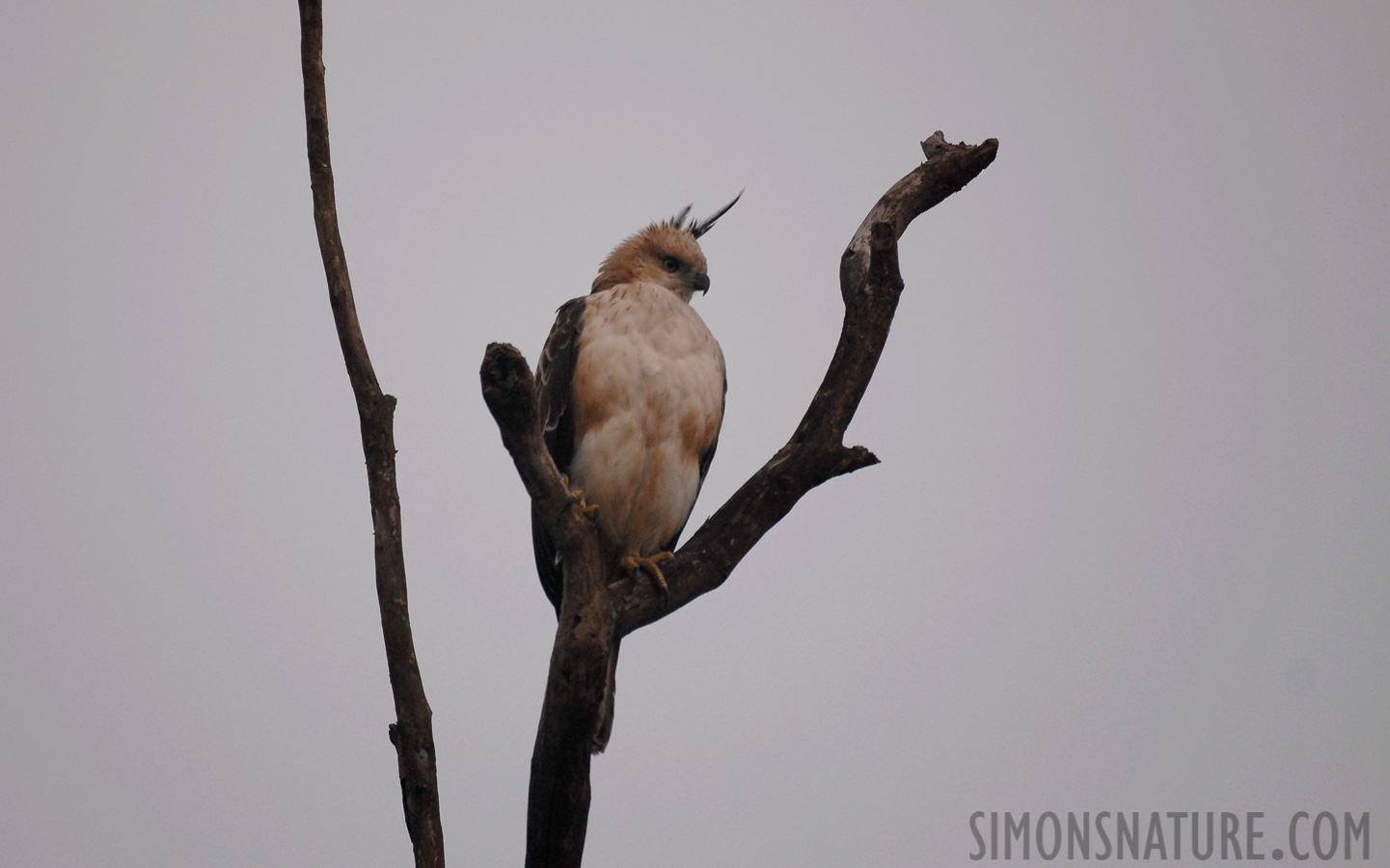 Aviceda jerdoni jerdoni [400 mm, 1/500 Sek. bei f / 4.0, ISO 400]