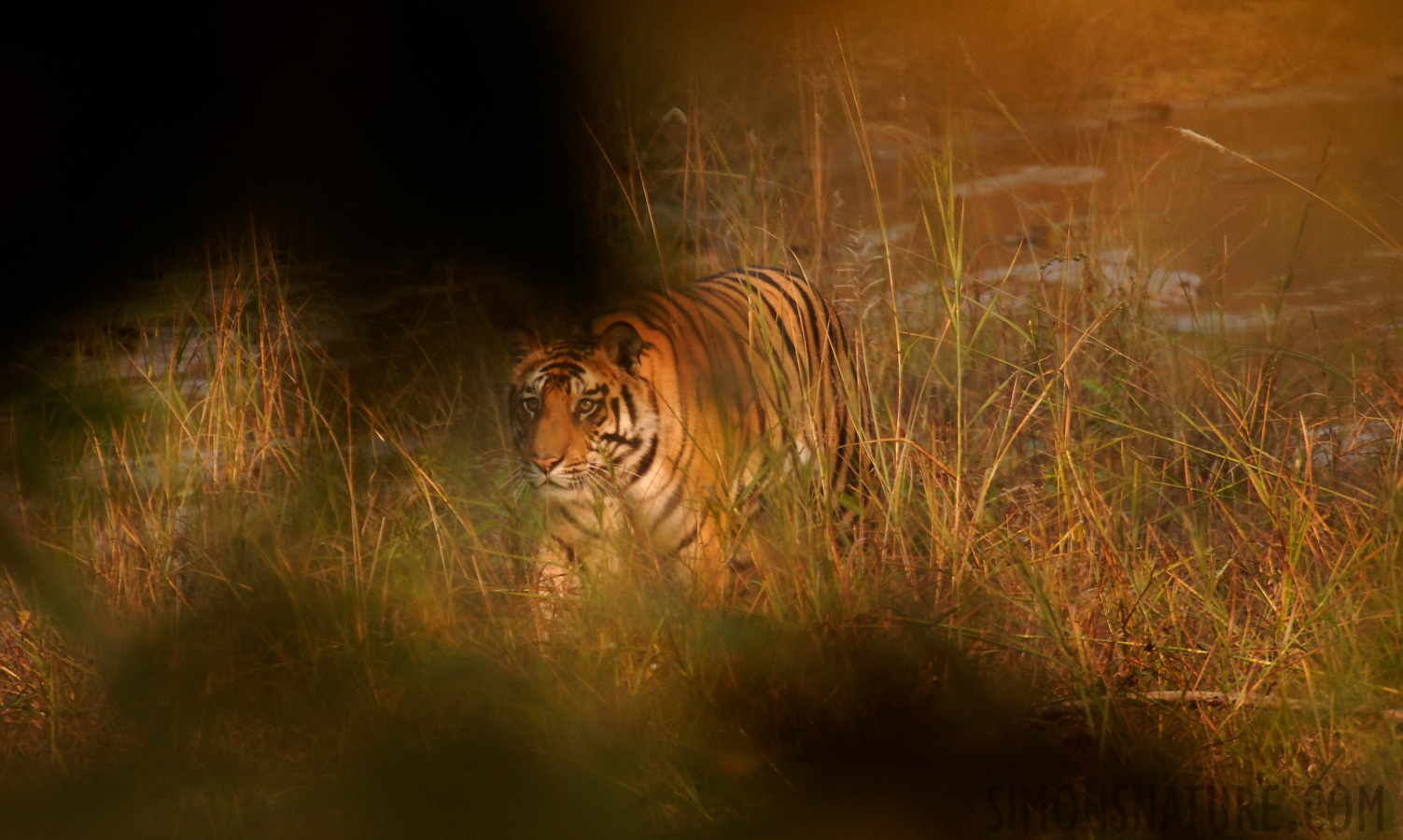 Panthera tigris tigris [550 mm, 1/100 Sek. bei f / 5.6, ISO 400]