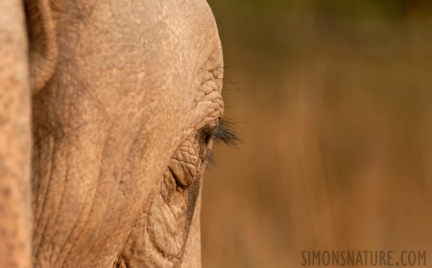 Elephas maximus indicus [300 mm, 1/320 Sek. bei f / 5.6, ISO 400]