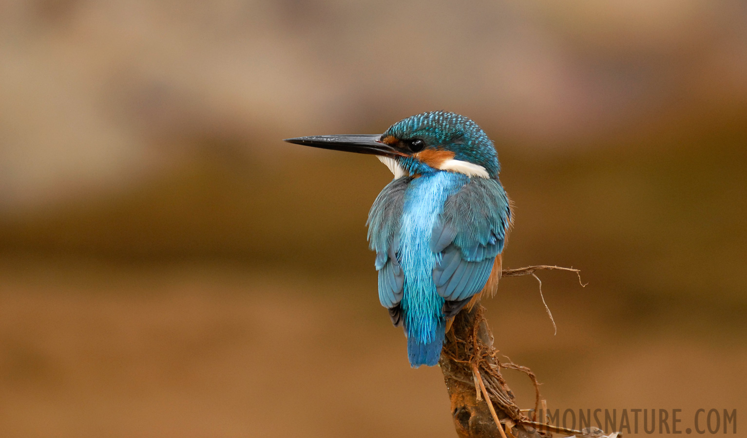 Alcedo atthis bengalensis [400 mm, 1/90 Sek. bei f / 4.5, ISO 400]