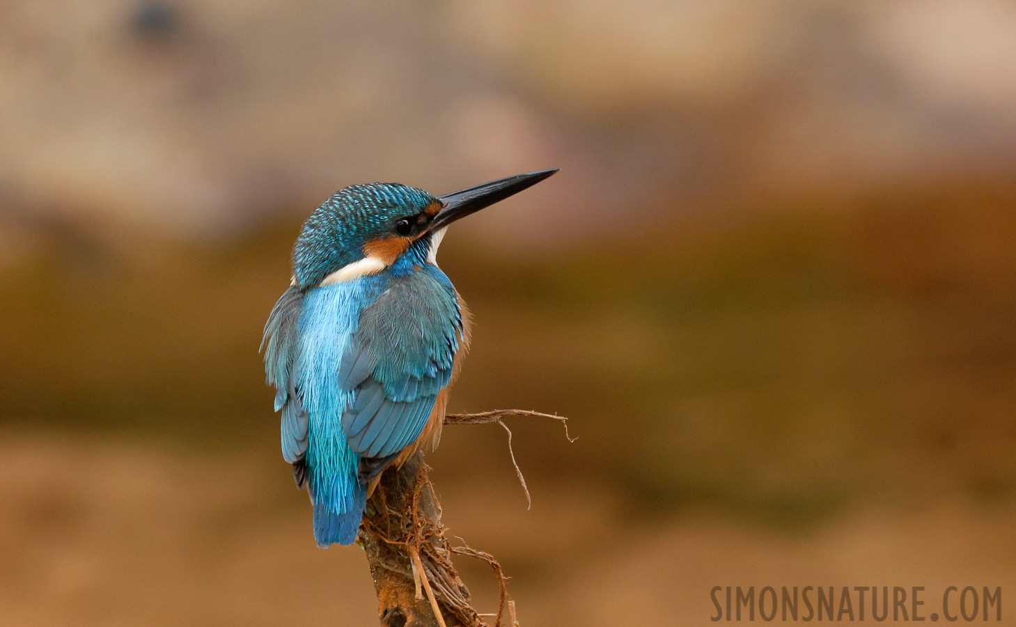 Alcedo atthis bengalensis [400 mm, 1/40 Sek. bei f / 6.3, ISO 400]