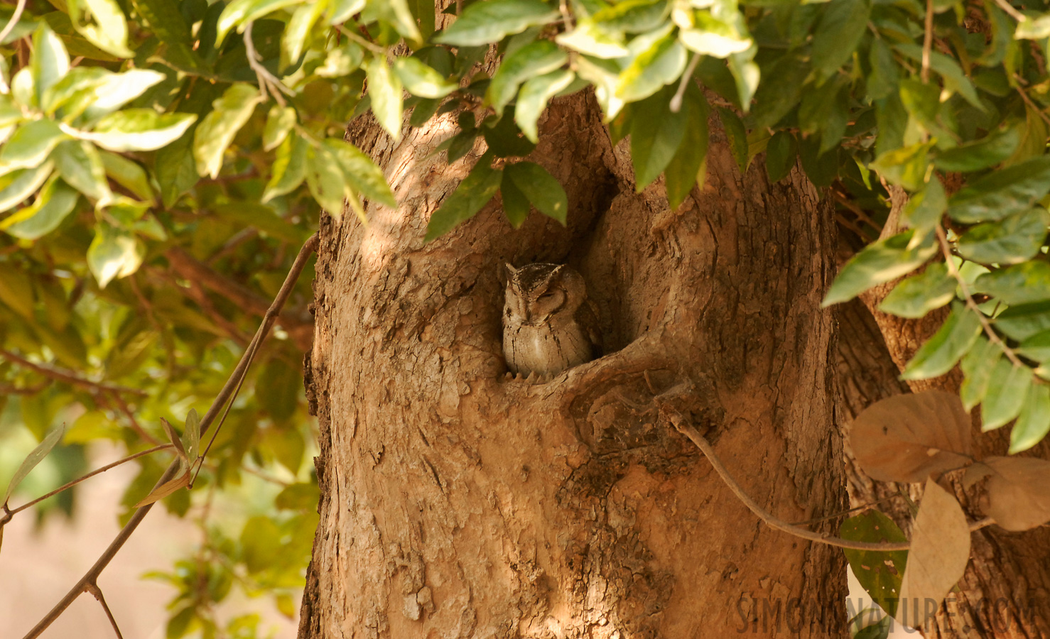 Otus bakkamoena marathae [400 mm, 1/40 sec at f / 6.3, ISO 400]