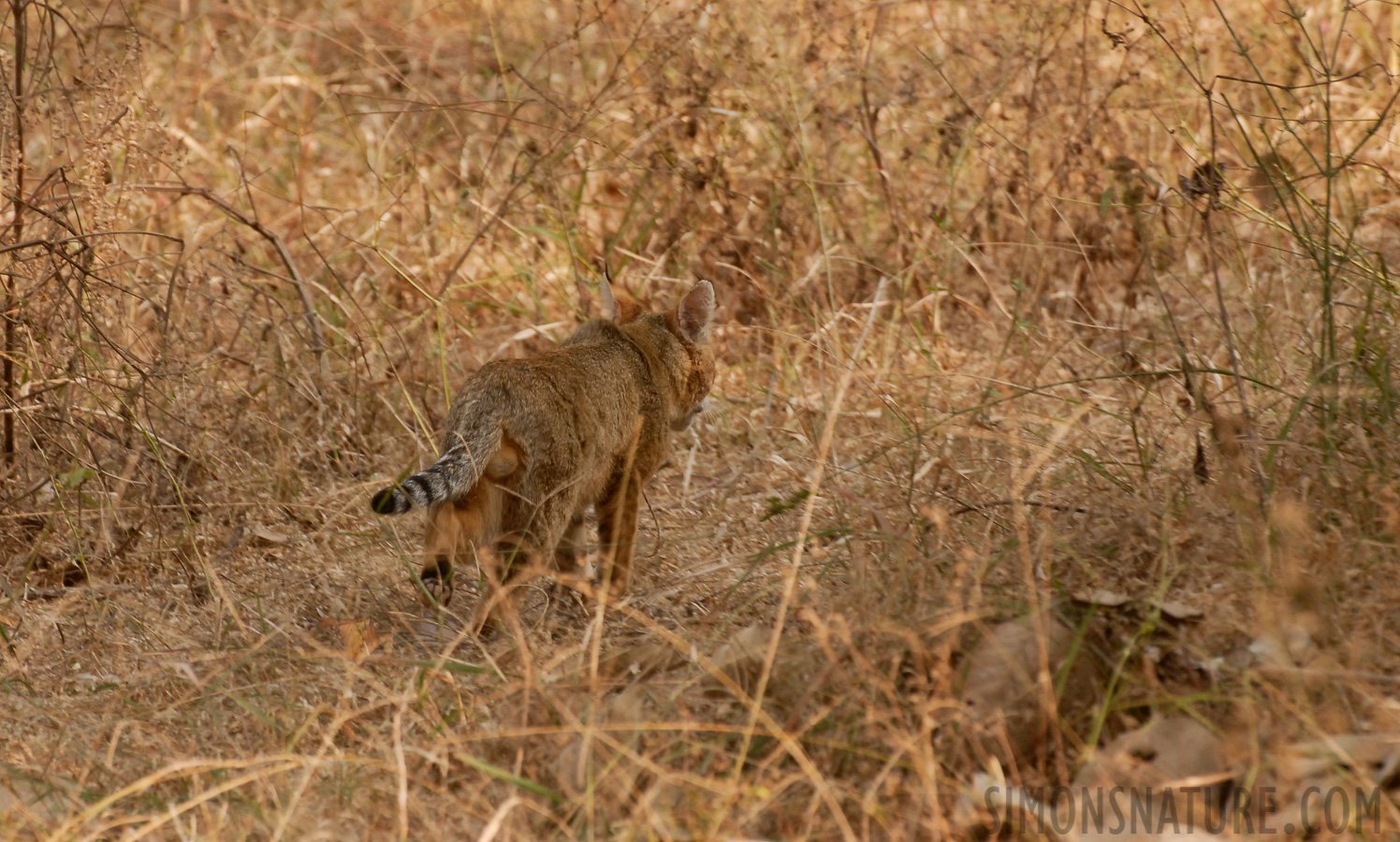 Felis chaus affinis [400 mm, 1/180 Sek. bei f / 6.3, ISO 400]