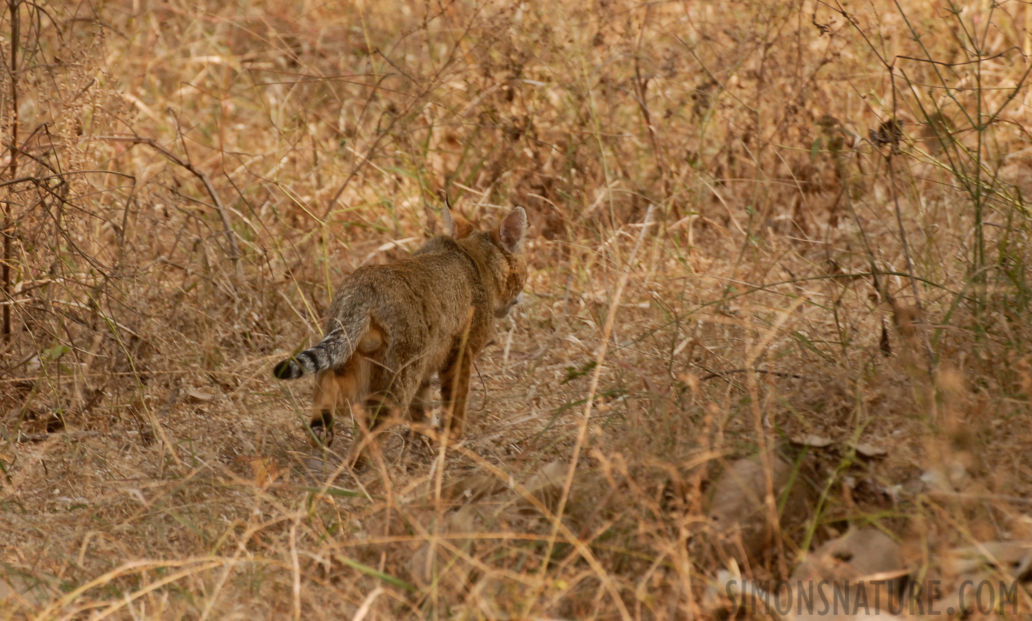 Felis chaus affinis [400 mm, 1/180 sec at f / 6.3, ISO 400]