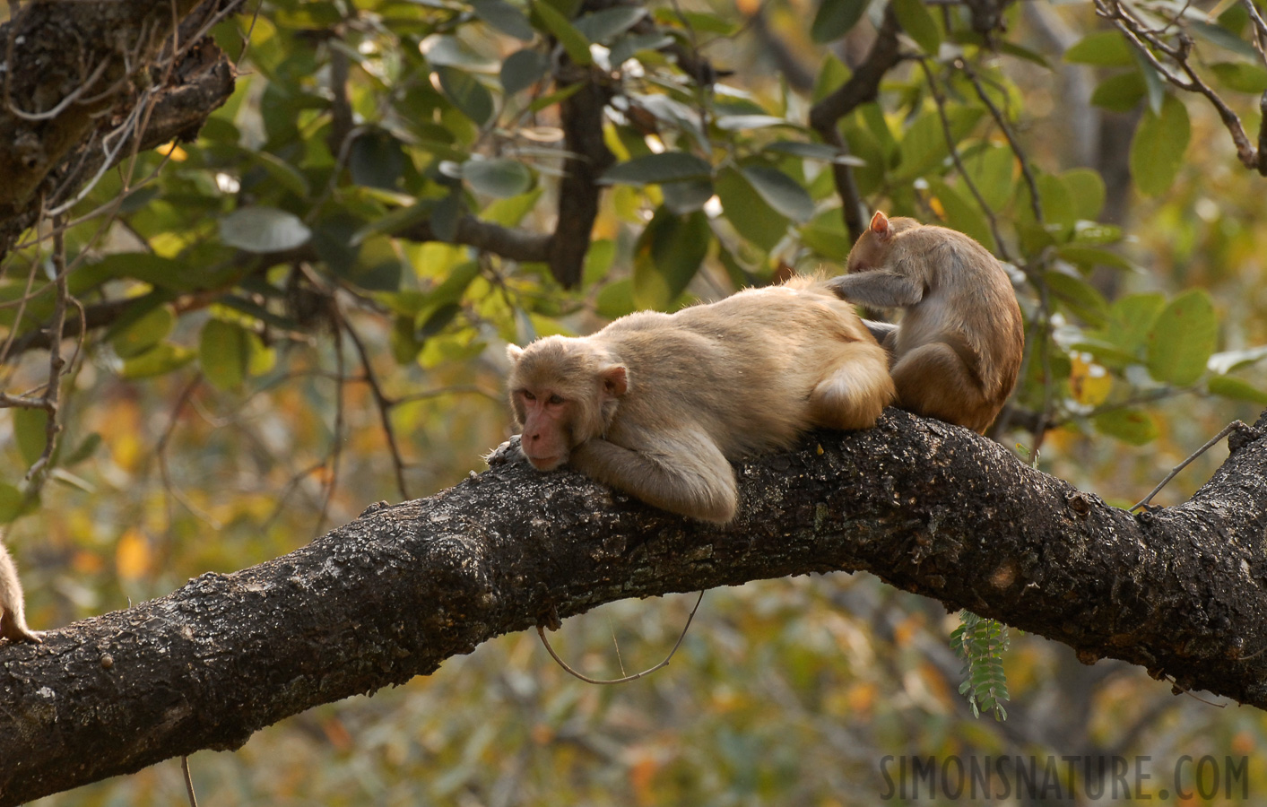 Macaca mulatta [400 mm, 1/90 sec at f / 7.1, ISO 400]