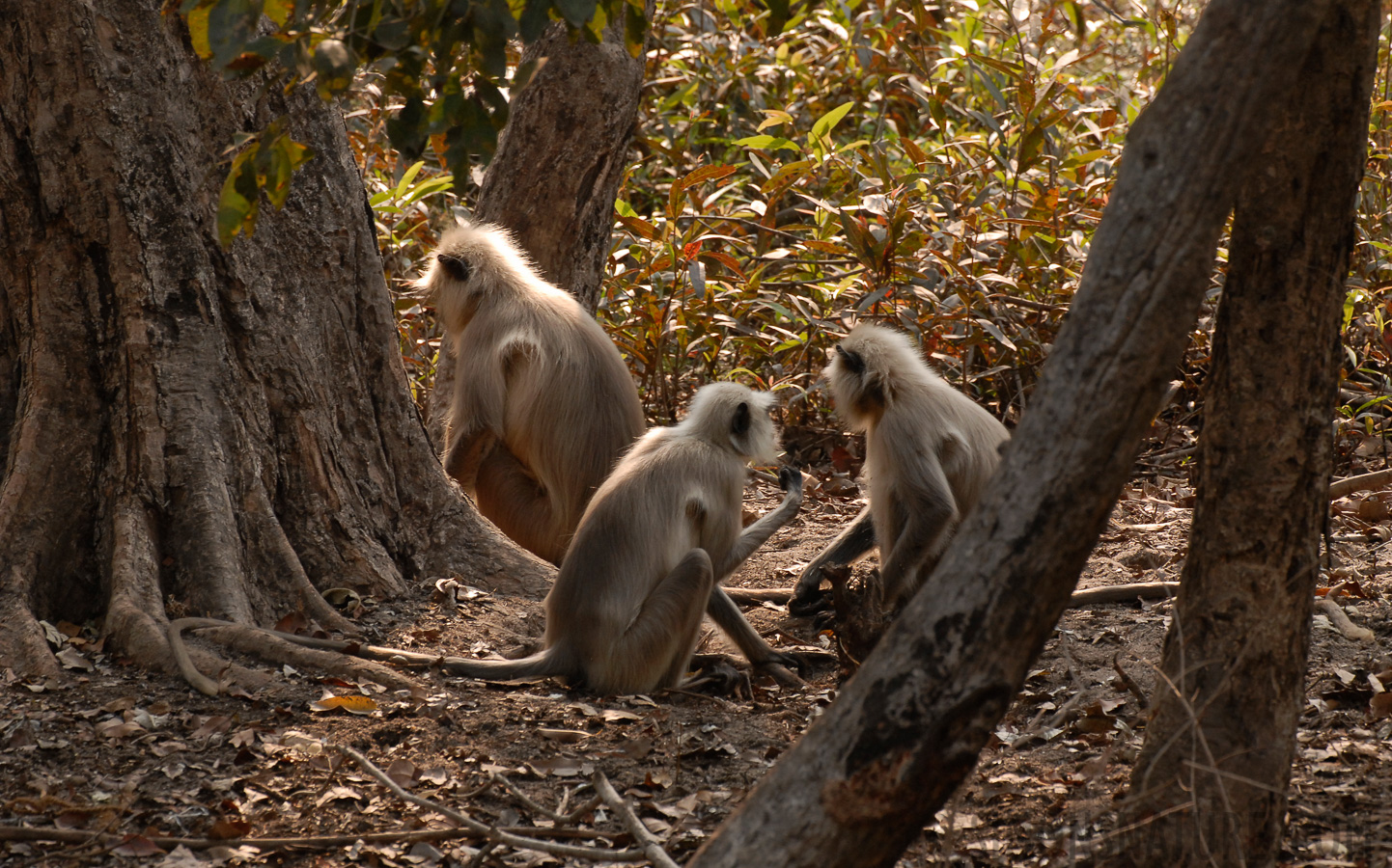 Semnopithecus entellus [400 mm, 1/125 Sek. bei f / 7.1, ISO 400]