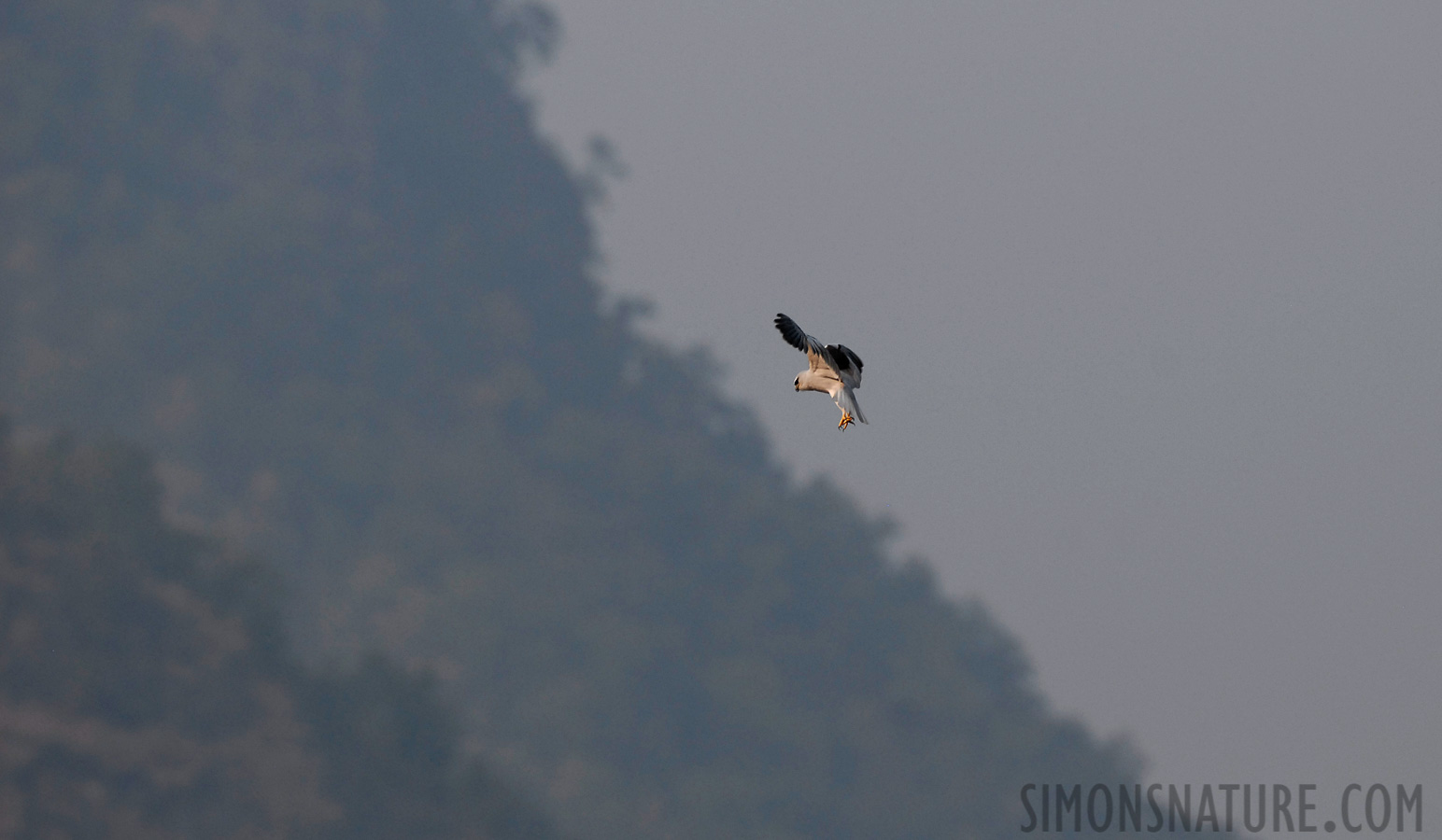 Elanus caeruleus vociferus [400 mm, 1/1250 sec at f / 5.6, ISO 400]