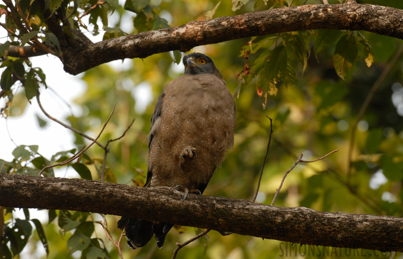 Spilornis cheela melanotis [400 mm, 1/100 sec at f / 7.1, ISO 400]