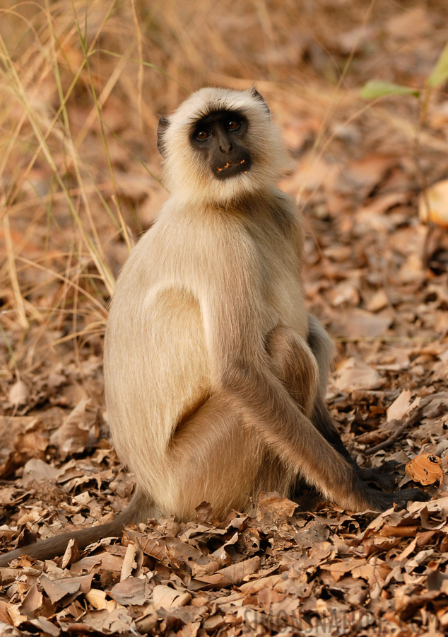 Semnopithecus entellus [200 mm, 1/90 Sek. bei f / 4.5, ISO 400]