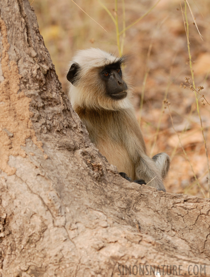 Semnopithecus entellus [200 mm, 1/50 sec at f / 4.5, ISO 400]