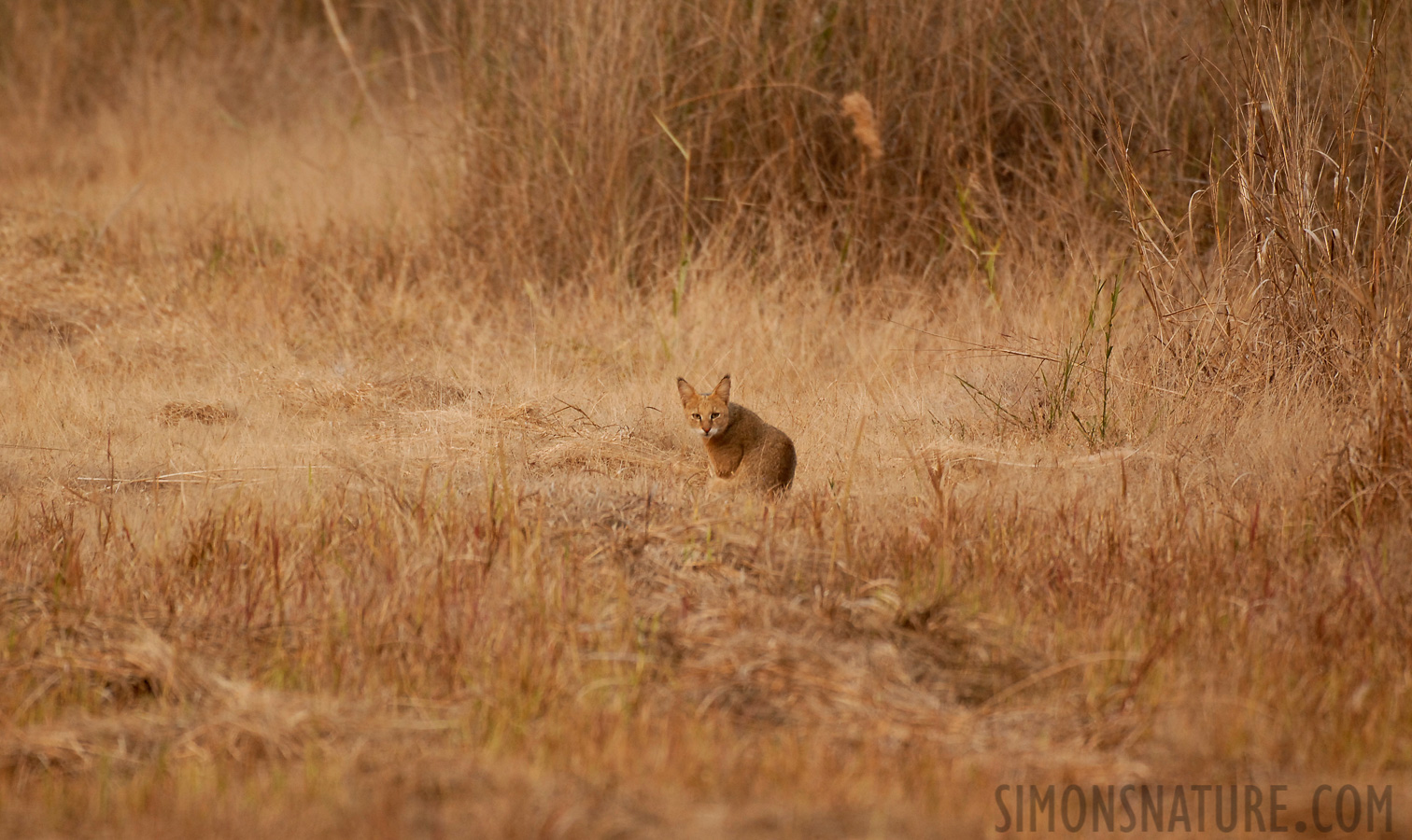 Felis chaus affinis [400 mm, 1/125 Sek. bei f / 4.5, ISO 400]