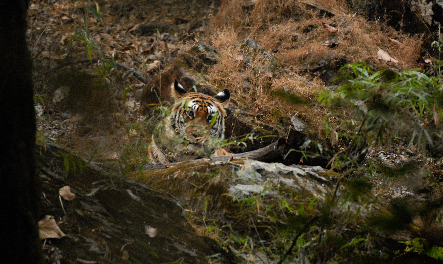 Panthera tigris tigris [400 mm, 1/40 Sek. bei f / 4.0, ISO 1600]