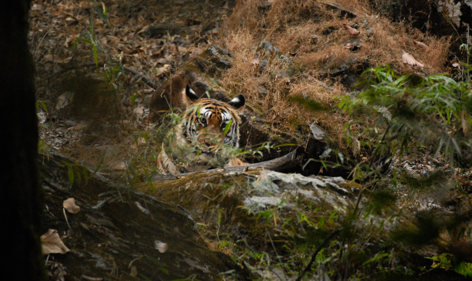Panthera tigris tigris [400 mm, 1/40 Sek. bei f / 4.0, ISO 1600]
