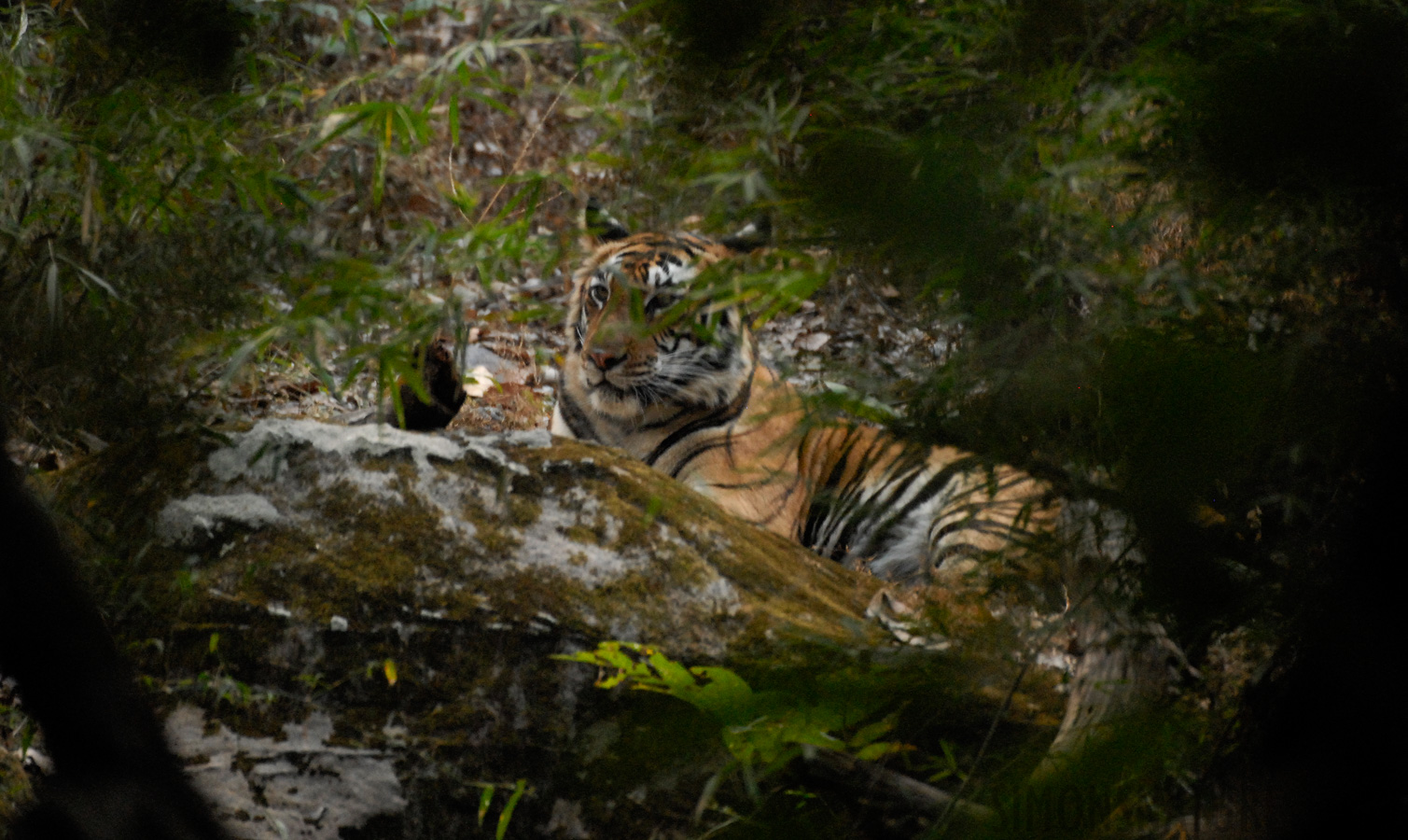 Panthera tigris tigris [400 mm, 1/30 Sek. bei f / 4.0, ISO 1600]