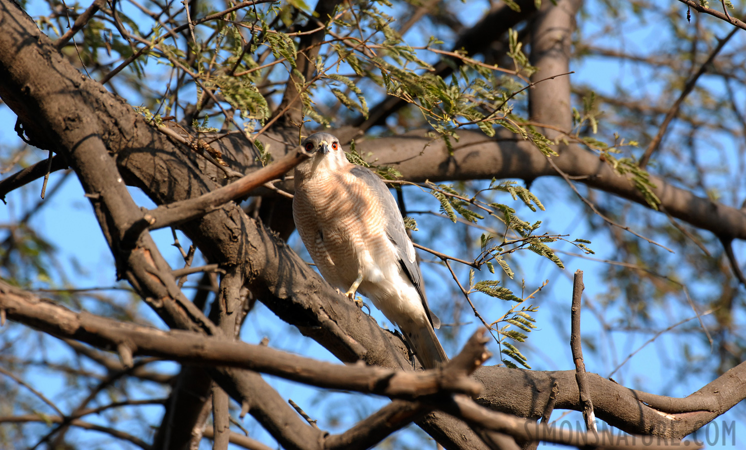 Accipiter badius poliopsis [400 mm, 1/250 Sek. bei f / 6.3, ISO 400]