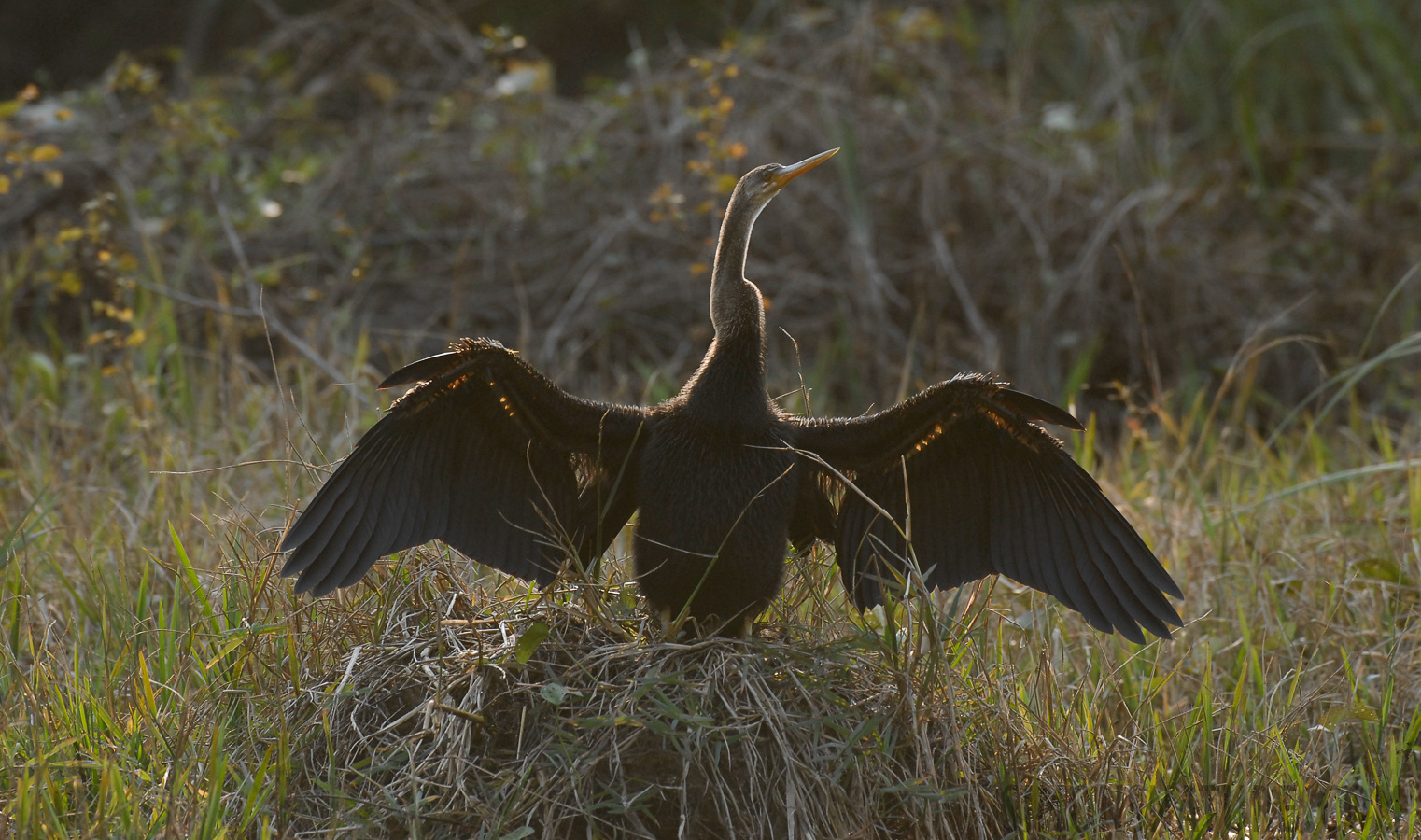 Anhinga melanogaster [400 mm, 1/200 sec at f / 6.3, ISO 400]